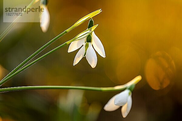 Schneeglöckchen (Galanthus)  im warmen Gegenlicht der untergehenden Sonne  aufgenommen in meinem Garten  Kanton Bern  Schweiz  Europa