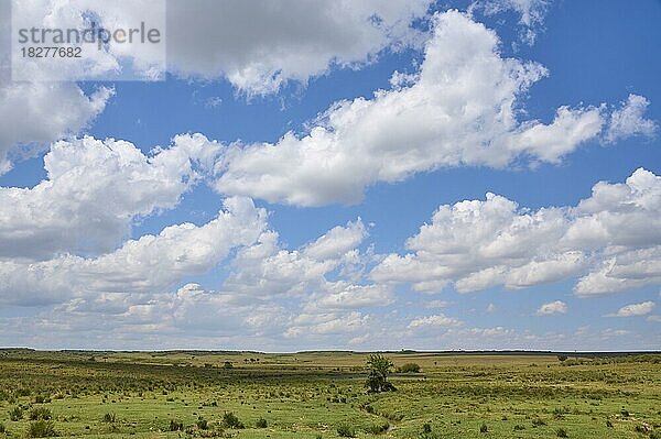 Savannenlandschaft mit Wolkenhimmel  Masai Mara National Reserve  Kenia  Afrika