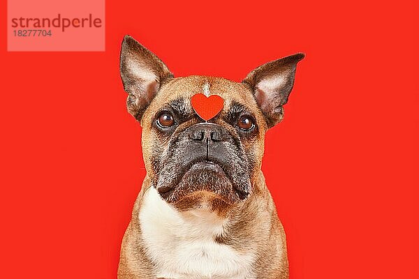 Niedliche Französische Bulldogge Hund mit Valentinstag Herz auf der Stirn auf rotem Hintergrund