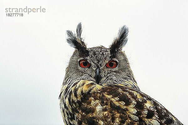 Uhu (Bubo bubo)  Portrait vor weißem Hintergrund  Federohren aufgestellt  aufmerksamer Blick  Falknerei im Wildpark Neuhaus  Neuhaus im Solling  Naturpark Solling-Vogler  Niedersachsen  Deutschland  Europa