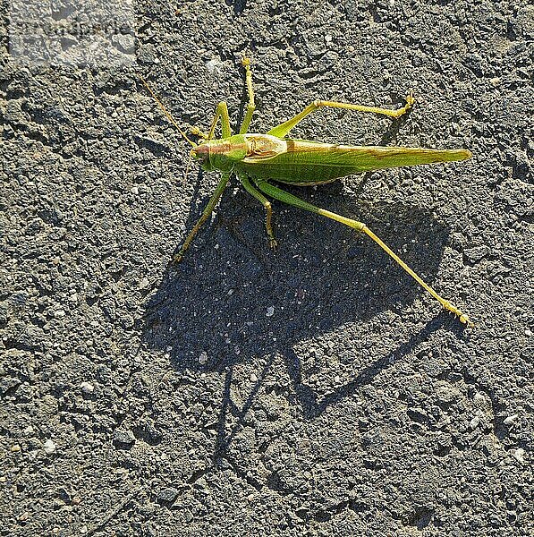 Grünes Heupferd (Tettigonia viridissima) Weibchen  Hessen  Deutschland  Europa