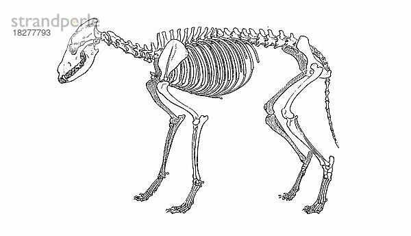 Skelett des Wolf (Canis lupus)  Skeleton of the wolf  Historisch  digital restaurierte Reproduktion einer Originalvorlage aus dem 19. Jahrhundert  genaues Originaldatum nicht bekannt