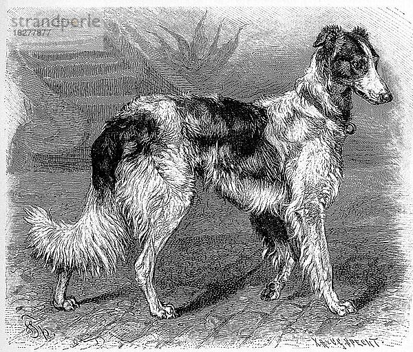 Hund (Canis familiaris)  Wolfswindhund grajus hibernicus  Historisch  digital restaurierte Reproduktion einer Originalvorlage aus dem 19. Jahrhundert  genaues Originaldatum nicht bekannt