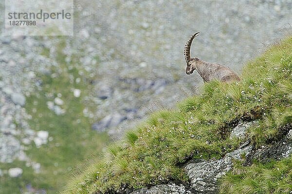 Alpensteinbock (Capra ibex)  NP Hohe Tauern  Österreich  Europa