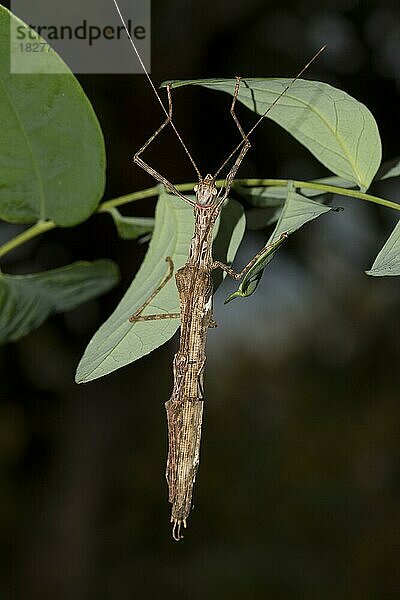 Gespenstschrecke  Stabschrecke (Phasmatidae) mit Jungtier auf dem Rücken  Ubon Ratchathani  Isaan  Thailand  Asien