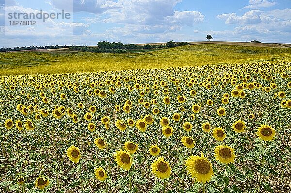 Blühendes Sonnenblumenfeld im Sommer  Arnstein  Franken  Bayern  Deutschland  Europa