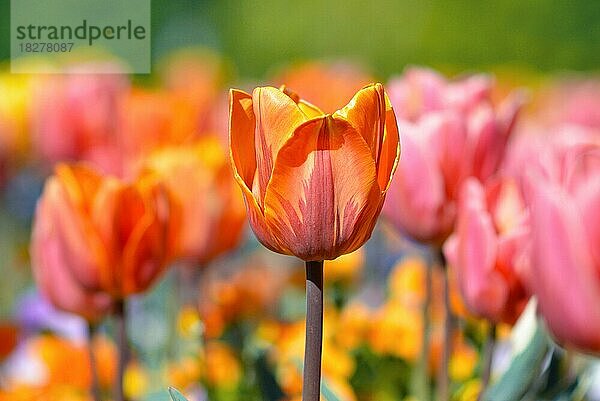 Schöne gelbe und orange Tulpe in der Mitte des Feldes mit bunten Frühlingsblumen auf unscharfen Hintergrund