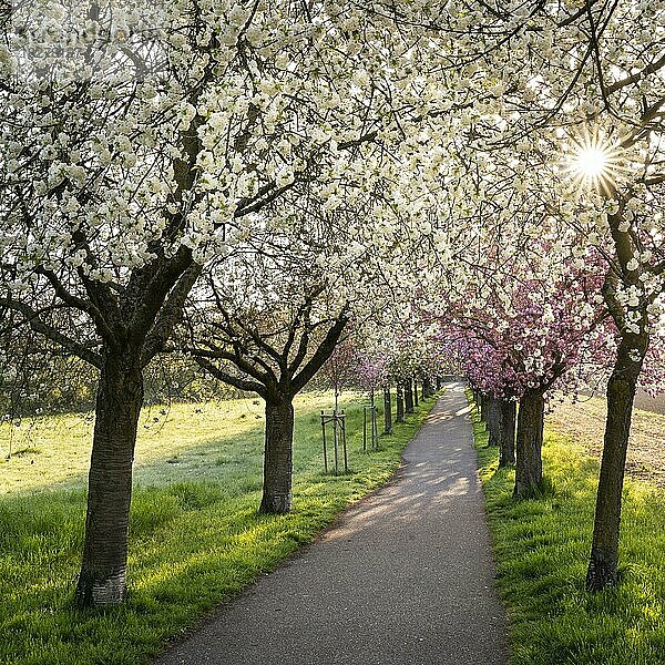 Eine schöne Allee mit blühenden rosa und weißen Kirschbäumen im Frühling in der Morgensonne mit einem Sonnenstern  eine Bank auf der linken Seite  Rhein-Neckar-Region  Baden-Württemberg  Deutschland  Europa