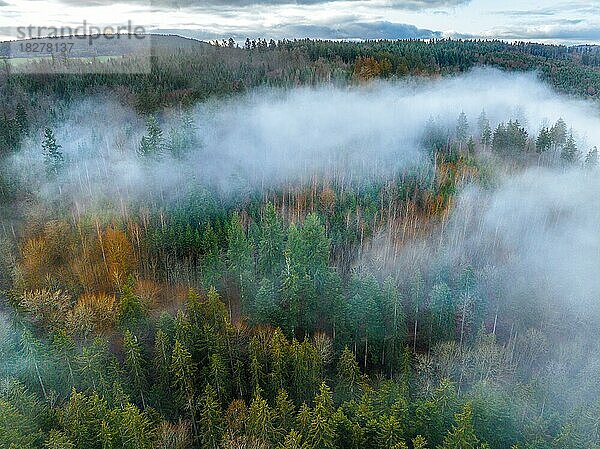 Luftbild Wald mit Nebel  Schwarzwald  Calw  Deutschland  Europa
