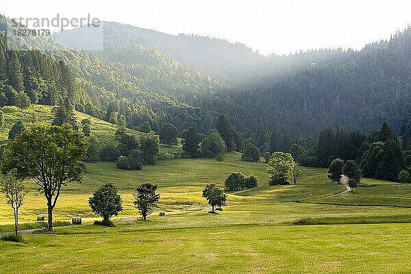 Landschaft mit Wiesen  Bäumen und Wald im Abendlicht bei Menzenschwand  Schwarzwald  Baden-Württemberg  Deutschland  Europa