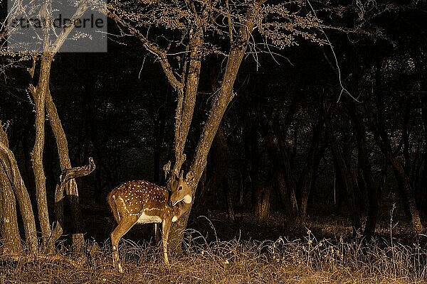 Einsamer Fleckenhirsch oder Achsenhirsch im Sonnenlicht vor dunklen Wäldern im Ranthambore-Tigerreservat  Indien  Asien