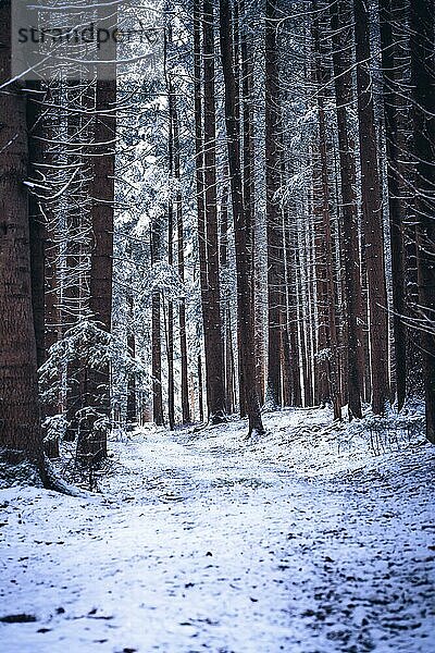 Wald im Schnee bei schlechtem Wetter  Unterhaugstett  Schwarzwald  Deutschland  Europa