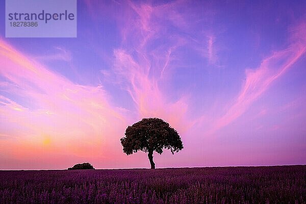 Silhouette eines Baumes bei Sonnenuntergang in einem Lavendelfeld  mit violettem Himmel  Brihuega. Guadalajara