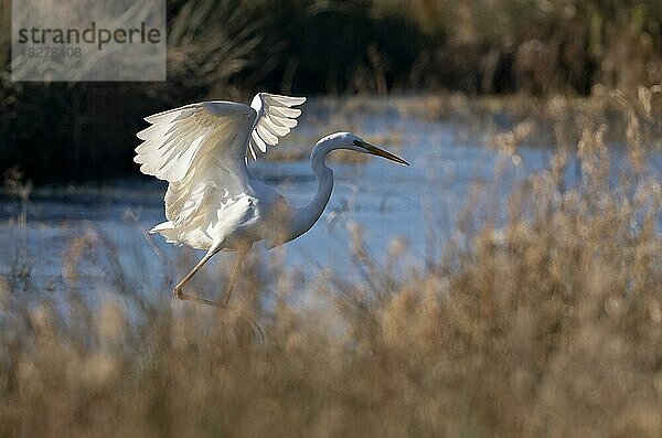 Silberreiher (Egretta alba) an einem Altwasser des Rheins  Département Haut-Rhin  Elsass  Frankreich  Europa