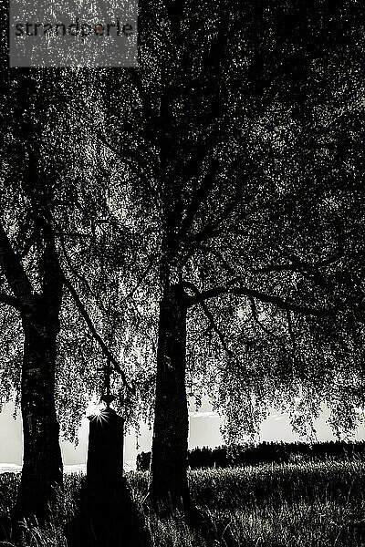 Birken (Betula) mit Feldkreuz im Gegenlicht  Krumbach  Schwaben  Bayern  Deutschland  Europa