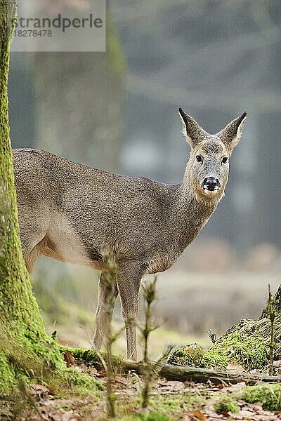 Reh (Capreolus capreolus) in einem Wald  Bayern  Deutschland  Europa