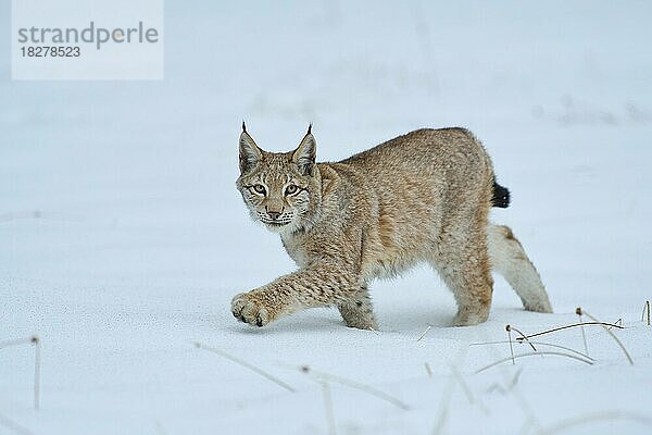 Europäischer Luchs (Lynx lynx)  läuft über schneebedeckte Wiese  Winter