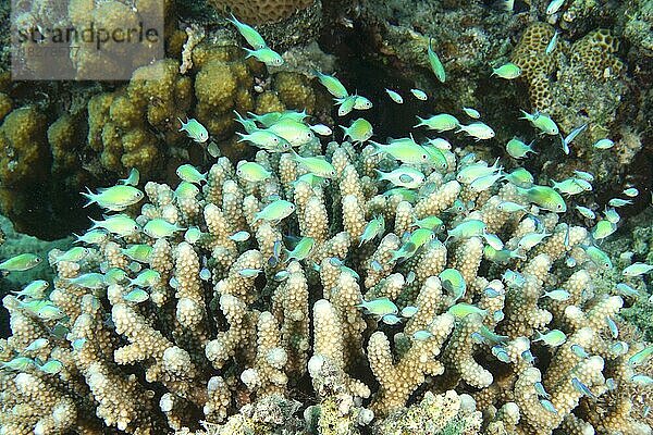 Eine Gruppe von Grüner Schwalbenschwanz (Chromis viridis) sucht Schutz in einer Steinkoralle  Hirschhorn-Koralle (Acropora humilis) . Tauchplatz Marsa Shora  Ägypten  Rotes Meer  Afrika