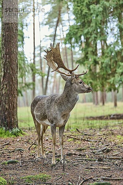 Europäischer Damhirsch (Dama dama) in einem Wald  Bayern  Deutschland  Europa