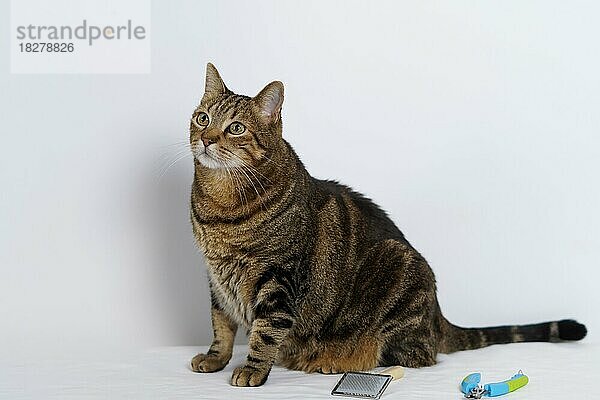 Gewöhnliche Katze auf dem Tisch des Tierarztes mit Schere und Pinsel und weißem Hintergrund mit Kopierraum