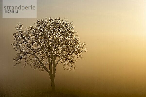 Morgenstimmung  Baum im Nebel  Nebelschwaden  Pulkautal  Weinviertel  Niederösterreich  Österreich  Europa