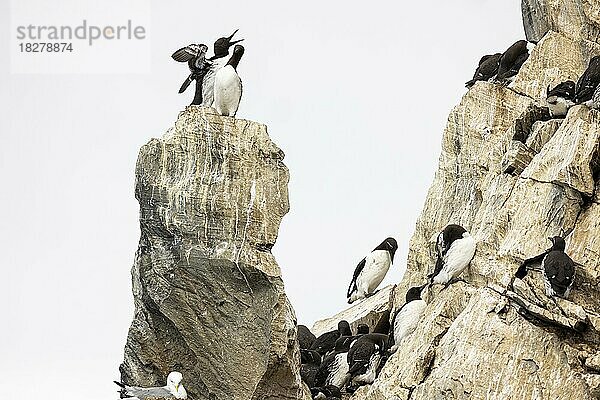 Trottellumme (Uria aalge)  Brutpaar auf Felskopf in Kolonie  Insel Hornøya  Vardø  Varanger  Finnmark  Norwegen  Europa