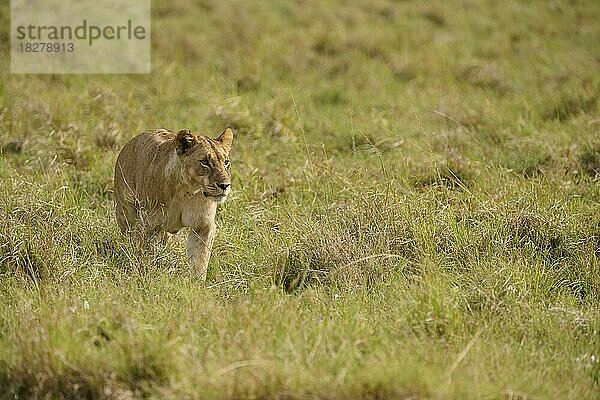 Afrikanischer Löwe (Panthera leo)  Weibchen läuft in der Savanne  Masai Mara National Reserve  Kenia  Afrika