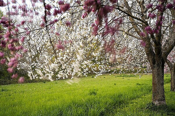 Blühende Kirschbäume mit rosa und weißen Blüten im Frühling  vom Wind bewegt  Rhein-Neckar-Region  Baden-Württemberg  Deutschland  Europa