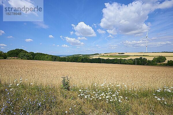 Landschaft mit Dinkelfeld und Windrädern im Sommer  Würzburg  Franken  Bayern  Deutschland  Europa