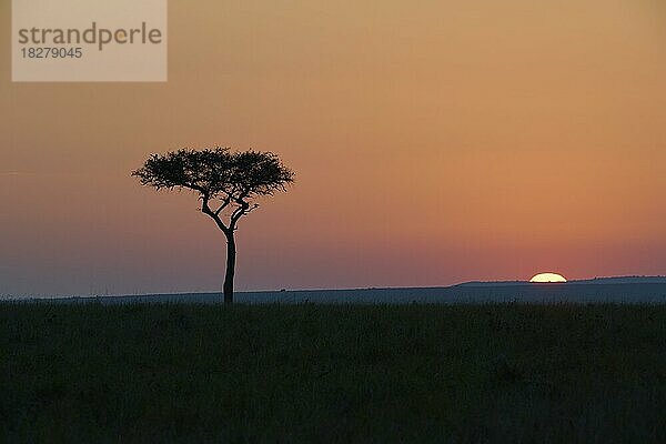 Silhouette  Schirmakazie (Acacia tortilis)  bei Sonnenaufgang  Masai Mara National Reserve  Kenia  Afrika