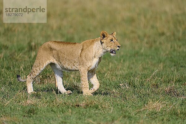 Afrikanischer Löwe (Panthera leo)  Weibchen läuft in der Savanne  Masai Mara National Reserve  Kenia  Afrika