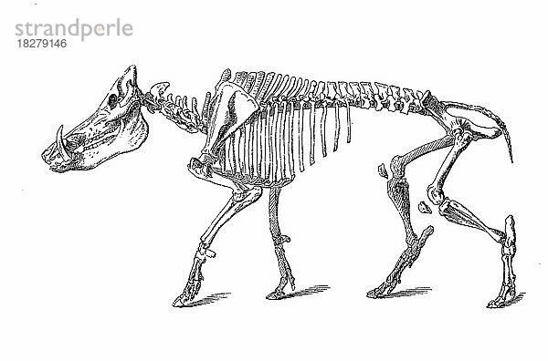 Skelett des Wildschwein (Sus scrofa)  Historisch  digital restaurierte Reproduktion von einer Vorlage aus dem 18. Jahrhundert