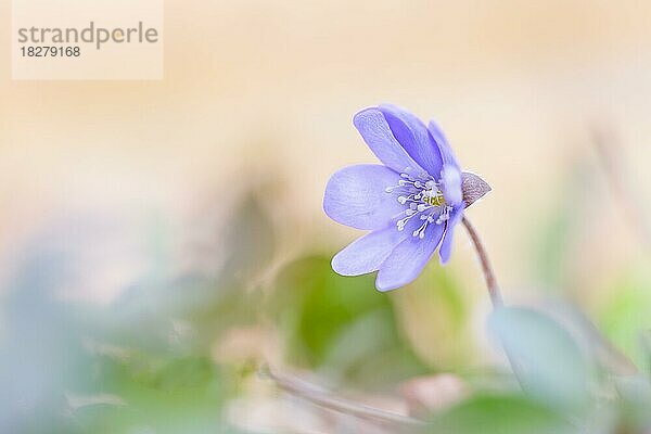 Leberblümchen (Hepatica nobilis) mit Bokeh  Elsbethen  Salzburg