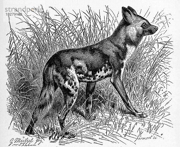 Hyänenhund (Lycaon pictus)  Afrikanische Wildhund  der größte wild lebende Hund der afrikanischen Savanne  Historisch  digital restaurierte Reproduktion einer Originalvorlage aus dem 19. Jahrhundert  genaues Originaldatum nicht bekannt