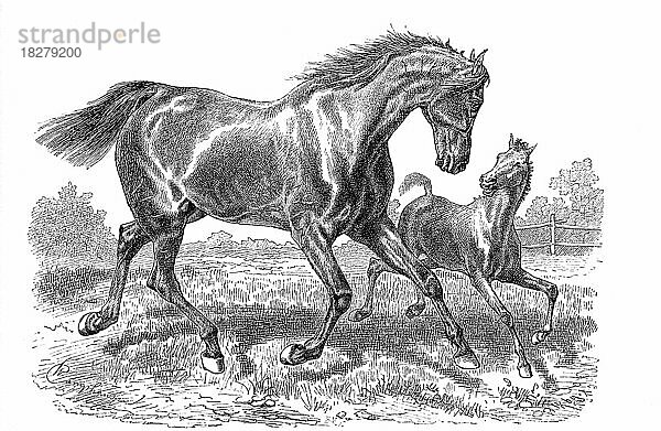 Trakehner  in der Pferdezucht eine deutsche Reitpferderasse  Historisch  digital restaurierte Reproduktion von einer Vorlage aus dem 18. Jahrhundert