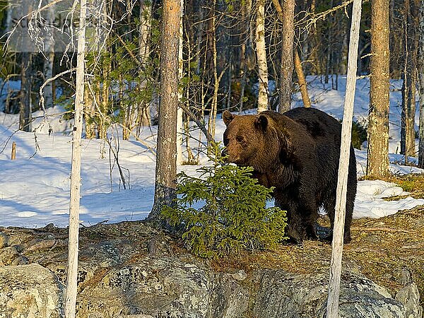 Europäischer Braunbär (Ursus arctos) im Schnee  Waldrand auf Felsen  Nordostfinnland  Region Kuhmo  Finnland  Europa