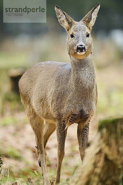 Reh (Capreolus capreolus) in einem Wald  Bayern  Deutschland  Europa