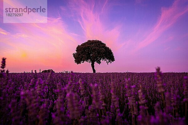 Silhouette eines Baumes bei Sonnenuntergang in einem Lavendelfeld  Brihuega. Guadalajara