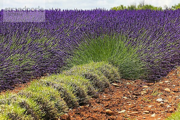 Geschnittener Lavendel auf dem Palteau de Valensole  Alpes-de-Haute-Provence  Provence  Frankreich  Europa