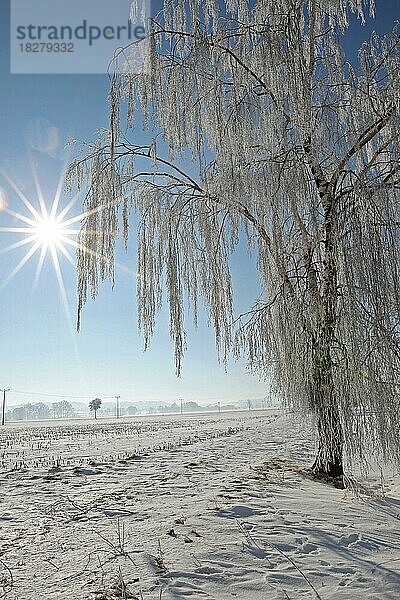 Birken (Betula) im Raureif und Gegenlicht  Allgäu  Bayern  Deutschland  Europa