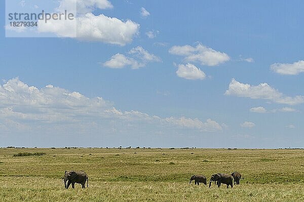 Afrikanischer Elefant (Loxodonta africana)  Herde in Savanne  Masai Mara National Reserve  Kenia  Afrika