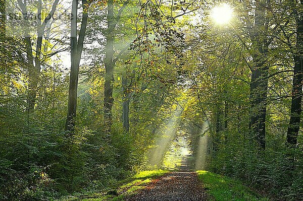 Waldweg mit Sonnenstrahlen  Niederrhein  Nordrhein-Westfalen  Deutschland  Europa