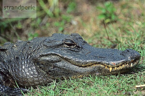 Alligator (Alligator mississippiensis) Kopfporträt  Seitenansicht  Everglades  Florida  USA  Nordamerika