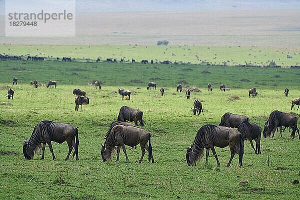 Gnuherden (Connochaetes taurinus)  während der Migration  Masai Mara National Reserve  Kenia  Afrika