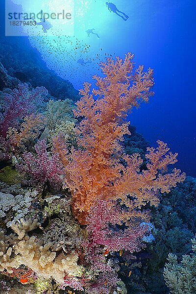 Hemprichs Bäumchenkoralle (Dendronephthya hemprichi)  Gegenlicht  Sonne  mehrere Taucher im Hintergrund  Daedalus Riff  Rotes Meer  Ägypten  Afrika