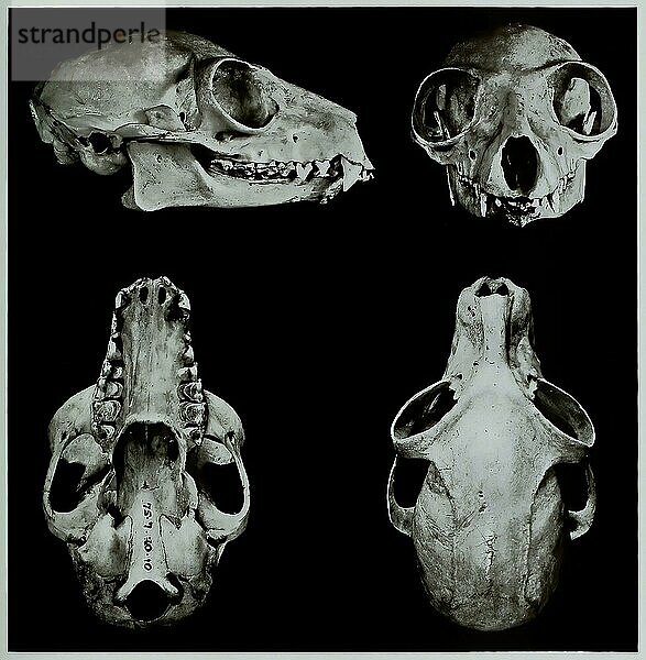 Schädelknochen  Forschung  Evolution  Forschungsstück  Katta (Lemur catta)  Primatenart aus der Gruppe der Lemuren  Historisch  digital restaurierte Reproduktion einer Originalvorlage aus dem 19. Jahrhundert  genaues Originaldatum nicht bekannt