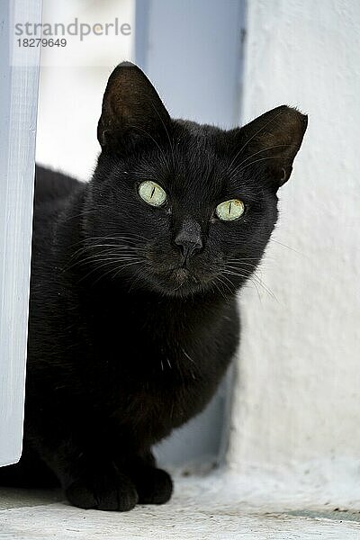 Schwarze Katze  Tierporträt Altstadt  Mykonos  Kykladen  Griechenland  Europa