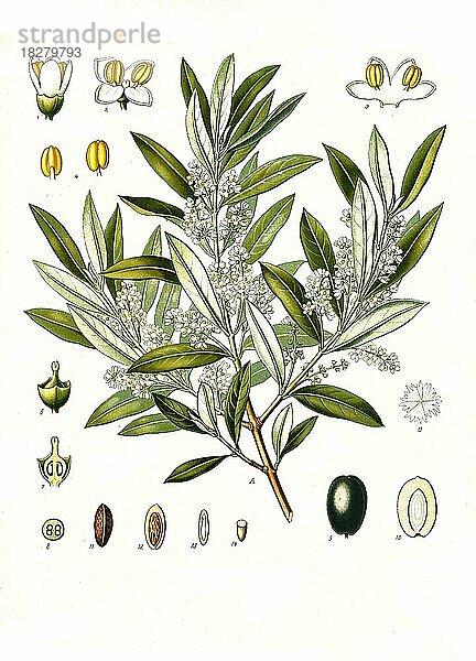 Heilpflanze  Olivenbaum  Echter Ölbaum (Olea europaea)  Historisch  digital restaurierte Reproduktion von einer Vorlage aus dem 19. Jahrhundert