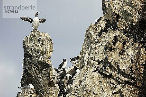 Trottellumme (Uria aalge) auf Felskopf in Brutkolonie  Insel Hornøya  Vardø  Varanger  Finnmark  Norwegen  Europa