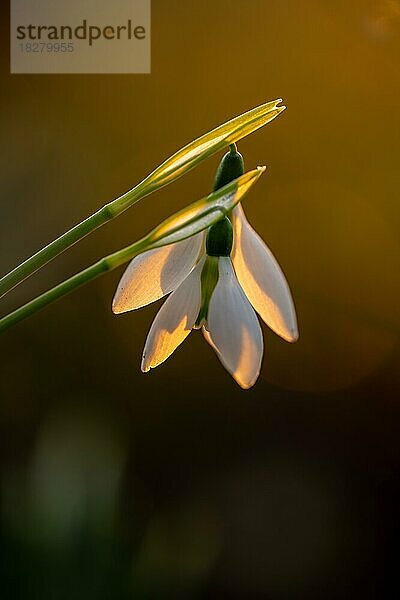 Schneeglöckchen (Galanthus)  im warmen Gegenlicht der untergehenden Sonne  aufgenommen in meinem Garten  Kanton Bern  Schweiz  Europa